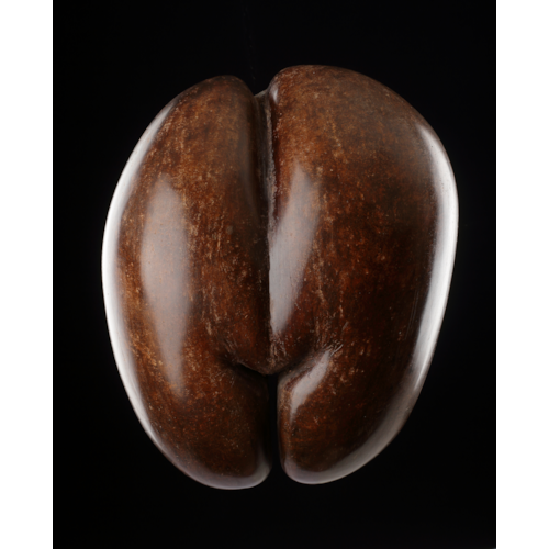 A Fine Specimen of a Seychelles ‘Coco de Mer’